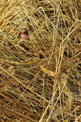 Quality_hay_for_horses_with_visible_ears_and_flowers