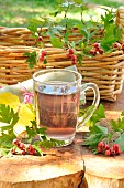 Hawthorn (Crataegus monogyna), Infusion of hawthorn stalks, to be picked in autumn after the frosts, Plant with interesting properties for health to fight against anxiety, edible plant, flowers, leaves and fruits