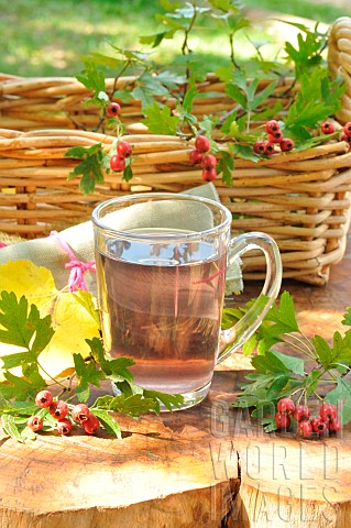 Hawthorn_Crataegus_monogyna_Infusion_of_hawthorn_stalks_to_be_picked_in_autumn_after_the_frosts_Plan