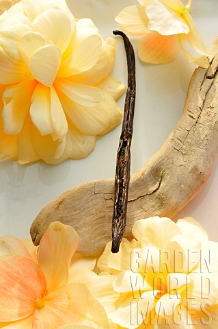 Vanilla_pod_Vanilla_pompona_driftwood_and_Begonia_flowers