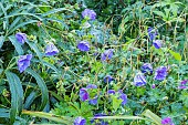 Geranium magnificum Azure Rush, flowers