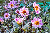 Dahlia La Vie en Rose, Breeder : Kneblewski, flowers