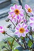 Dahlia La Vie en Rose, Breeder : Kneblewski, flowers