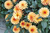 DWarf Dahlia, Dahlia Maheco Breeder : Largant (FRA), flowers