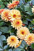 DWarf Dahlia, Dahlia Maheco Breeder : Largant (FRA), flowers