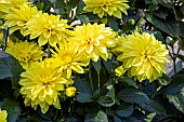 Dwarf Dahlia, Dahlia Gallery Cezanne Breeder : Verwer (NDL) 1995, flowers