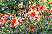 Anemone-flowered Dahlia, Dahlia Totally Tangerine Breeder : Swan Island (USA) 2008, flowers