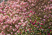 Fragrant Magnolia, Magnolia Heaven Scent and Japanese Camellia, Camellia japonica Fleur de Pêcher