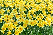 Trumpet Daffodil, Narcissus Rijnveld Early Sensation, flowers