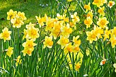 Trumpet Daffodil, Narcissus Rijnveld Early Sensation, flowers
