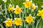 Trumpet Daffodil, Narcissus Grande Coupe Globet, flowers