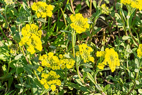 Gold_Alyssum_Aurinia_saxatilis_Compactum_Gold_Bullet_flowers