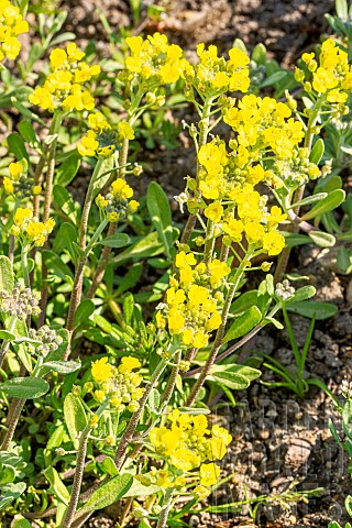 Gold_Alyssum_Aurinia_saxatilis_Compactum_Gold_Bullet_flowers
