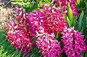 Dutch Hyacinth, Hyacinthus orientalis Jan Bos, flowers