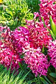 Dutch Hyacinth, Hyacinthus orientalis Jan Bos, flowers