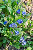 Alpine Forget-Me-Not, Myosotis alpestris Grand Bleu Indigo, flowers