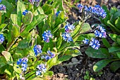 Alpine Forget-Me-Not, Myosotis alpestris Grand Bleu Indigo, flowers