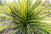 Mountain Cabbage Tree, Cordyline indivisa, foliage