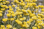 Mediterranean strawflower (Helichrysum stoechas), Gard, France