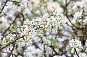 Almond-leaved Pear (Pyrus spinosa) blossom, Bouches-du-Rhone, France