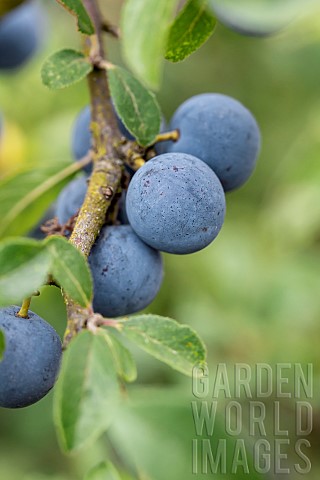 Blackthorn_Prunus_spinosa_fruits_in_summer_Gers_France