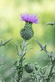 Spear thistle (Cirsium vulgare), Vaucluse, France