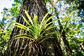 Werauhia (Werauhia gladioliflora) on a host tree in the rainforest,Puerto Viejo de Sarapiqui, Costa Rica