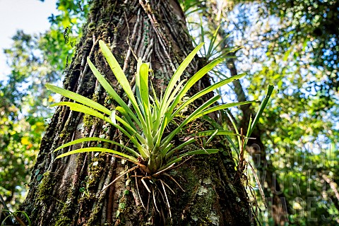 Werauhia_Werauhia_gladioliflora_on_a_host_tree_in_the_rainforestPuerto_Viejo_de_Sarapiqui_Costa_Rica