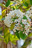 Burkwoods Viburnum, Viburnum burkwoodii, flowers