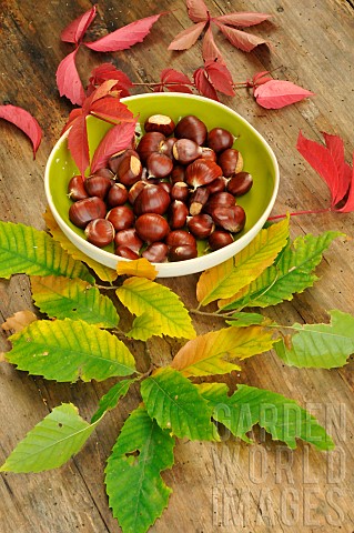 Chestnuts_fruits_of_the_chestnut_tree_Castanea_sativa_in_a_container_and_autumn_leaves