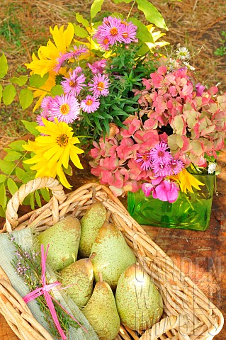 Basket_of_pears_harvested_in_the_orchard_autumn_fruit_and_a_bouquet_of_seasonal_flowers