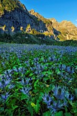 Alpine Sea holly (Eryngium alpinum) in the Ecrins National Park, the largest blue thistle site in the Alps, Deslioures biological reserve, Vallon du Fournel, Hautes Alpes, France.