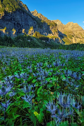 Alpine_Sea_holly_Eryngium_alpinum_in_the_Ecrins_National_Park_the_largest_blue_thistle_site_in_the_A