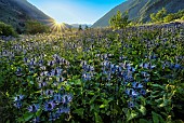 Alpine Sea holly (Eryngium alpinum) in the Ecrins National Park, the largest blue thistle site in the Alps, Deslioures biological reserve, Vallon du Fournel, Hautes Alpes, France.