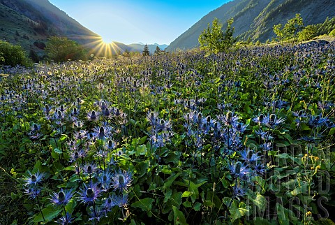 Alpine_Sea_holly_Eryngium_alpinum_in_the_Ecrins_National_Park_the_largest_blue_thistle_site_in_the_A