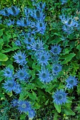 Alpine Sea holly (Eryngium alpinum) in the Ecrins National Park, the largest blue thistle site in the Alps, Deslioures biological reserve, Vallon du Fournel, Hautes Alpes, France.