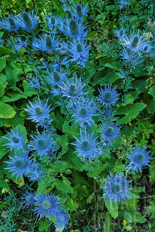 Alpine_Sea_holly_Eryngium_alpinum_in_the_Ecrins_National_Park_the_largest_blue_thistle_site_in_the_A