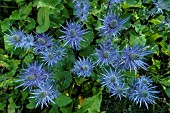 Alpine Sea holly (Eryngium alpinum) in the Ecrins National Park, the largest blue thistle site in the Alps, Deslioures biological reserve, Vallon du Fournel, Hautes Alpes, France.