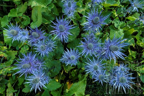 Alpine_Sea_holly_Eryngium_alpinum_in_the_Ecrins_National_Park_the_largest_blue_thistle_site_in_the_A