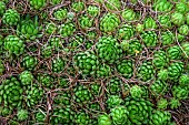 Rosettes of Allionis Joubarbes (Sempervivum globiferum allionii), endemic species of the southern Alps - Mercantour NP - Alpes Maritimes - France