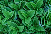 Giant False-helleborine (Veratrum album) in mountain, Haute Savoie, France