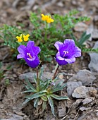 Alpine Bellflower (Campanula alpestris) flowers, Serre-Chevalier, Briançonnais, Hautes-Alpes, Alpes, France