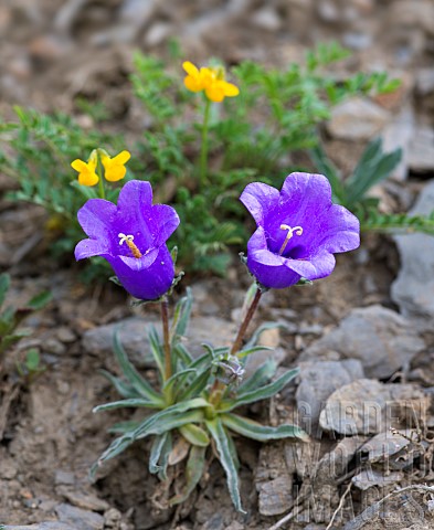Alpine_Bellflower_Campanula_alpestris_flowers_SerreChevalier_Brianonnais_HautesAlpes_Alpes_France