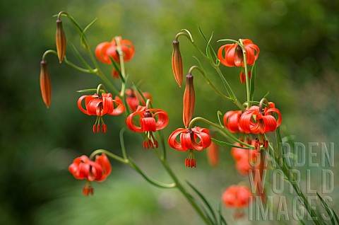 Red_Lily_Lilium_pomponium_flowers_Mercantour_National_Park_Alps_France