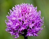 Round-headed Orchid (Traunsteinera globosa) flowers, Mercantour National Park, Alps, France