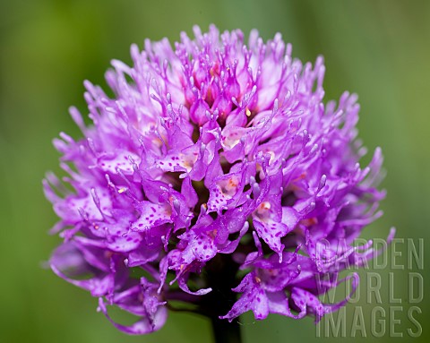 Roundheaded_Orchid_Traunsteinera_globosa_flowers_Mercantour_National_Park_Alps_France