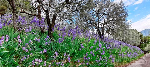 Blue_irises_in_the_olive_trees_Nyons_Provence_Drme_France