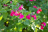 Baby Sage Wendys Surprise, Salvia microphylla Wendys Surprise, flowers