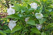 Angels trumpet, Brugmansia versicolor Pride of Hannover, flowers