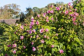 Hibiscus, Hibiscus variabilis in bloom